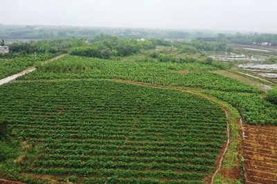 党建赋能添动力 潢川县白店乡中草药种植铺就富民新路
