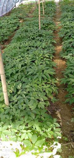 名贵中药材种植全攻略 聚焦竹节参种子种苗出售与中药材种植技术