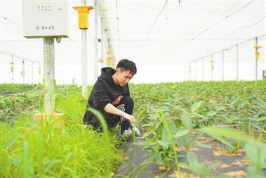 中草药种植有了“数字大脑” 从靠天吃饭到知天而作