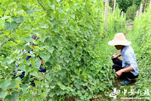 青山乡 中草药种植铺就“绿水青山”变“金山银山”致富路