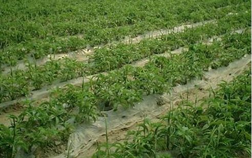 白芷的种植时间、产地及技术详解——中草药种植指南