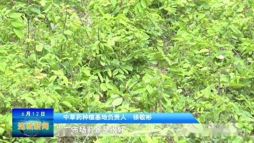连城赖源 发展林下中草药种植，拓宽山区扶贫新路