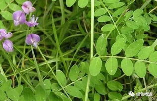 20种中药材种植环境分析及关键要点