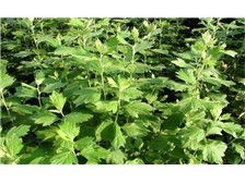 产品展示 亳州市谯城区俊杰中药材种植专业合作社的中草药之道