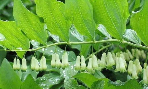 种植效益高、风险低的中药材品种推荐，亩收入5-8万不是梦
