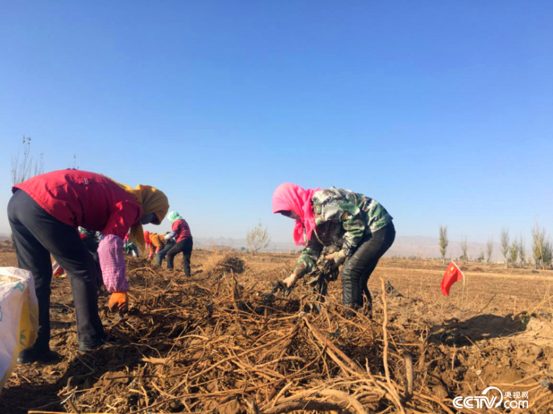 甘草 中药材种植的“国老”之选——探秘高效益与可持续的栽培技术